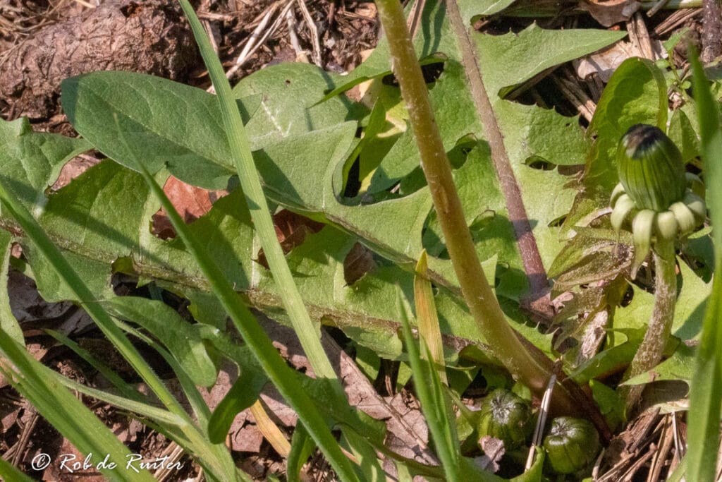 Paardenbloem met gesloten bloemknop tussen groene bladeren