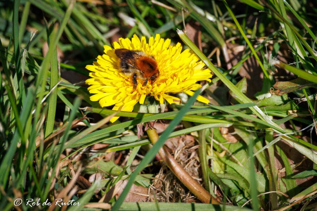 Hommel op gele paardenbloem in gras