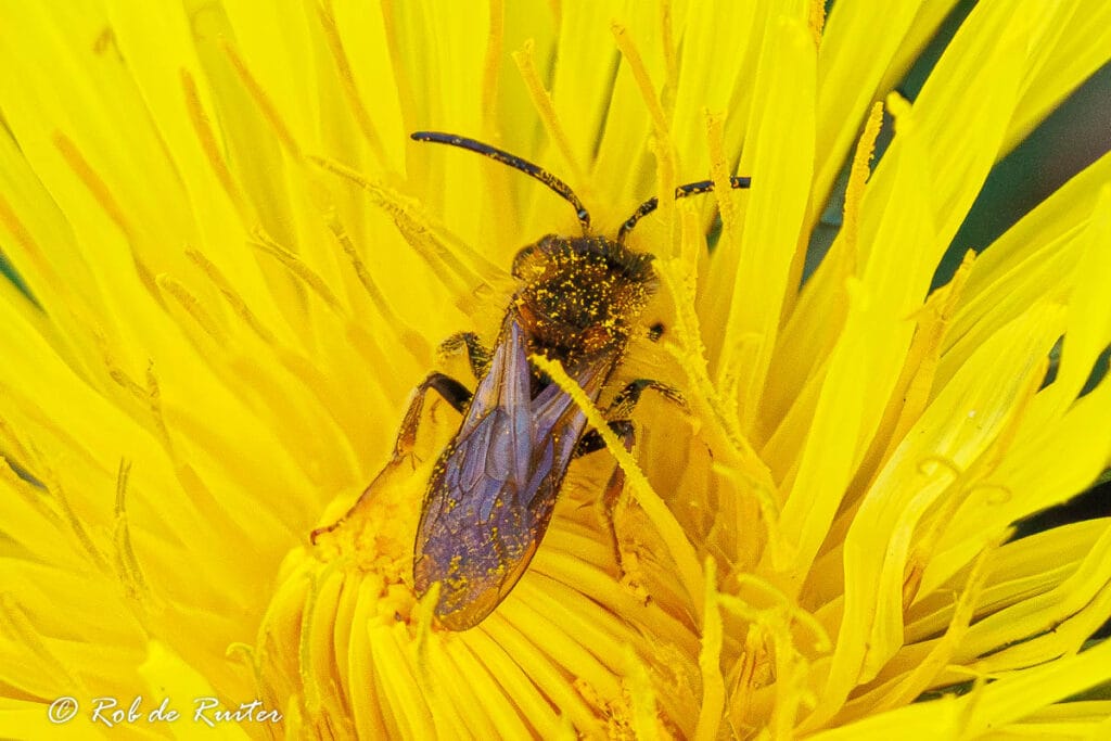 Bij met stuifmeel op gele bloem
