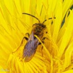 Bij met stuifmeel op gele bloem