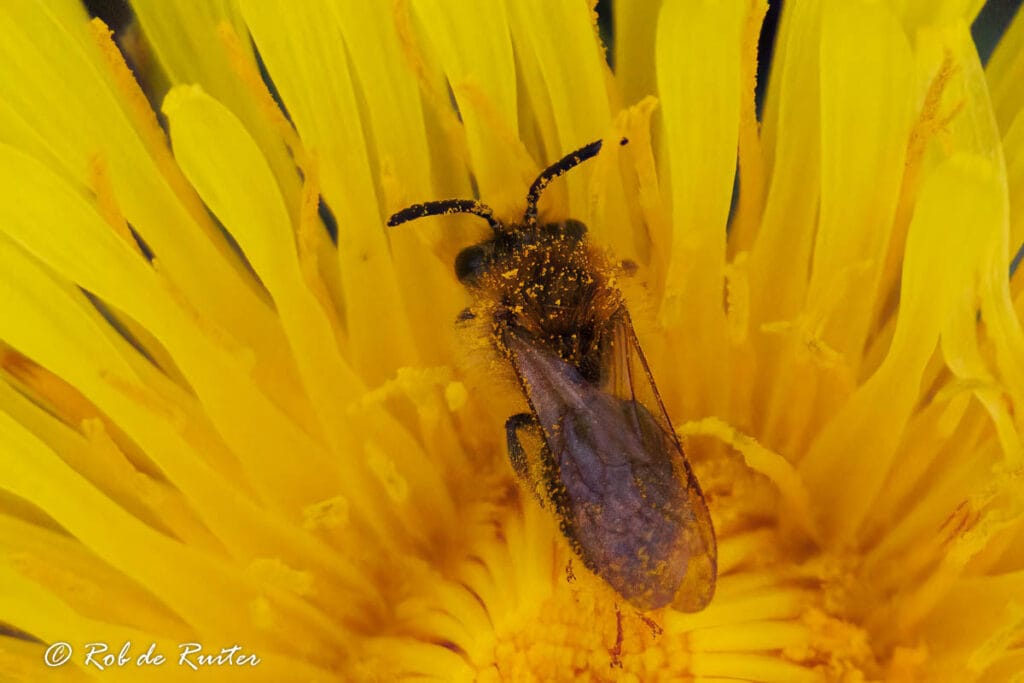 Bij bedekt met stuifmeel in gele bloem