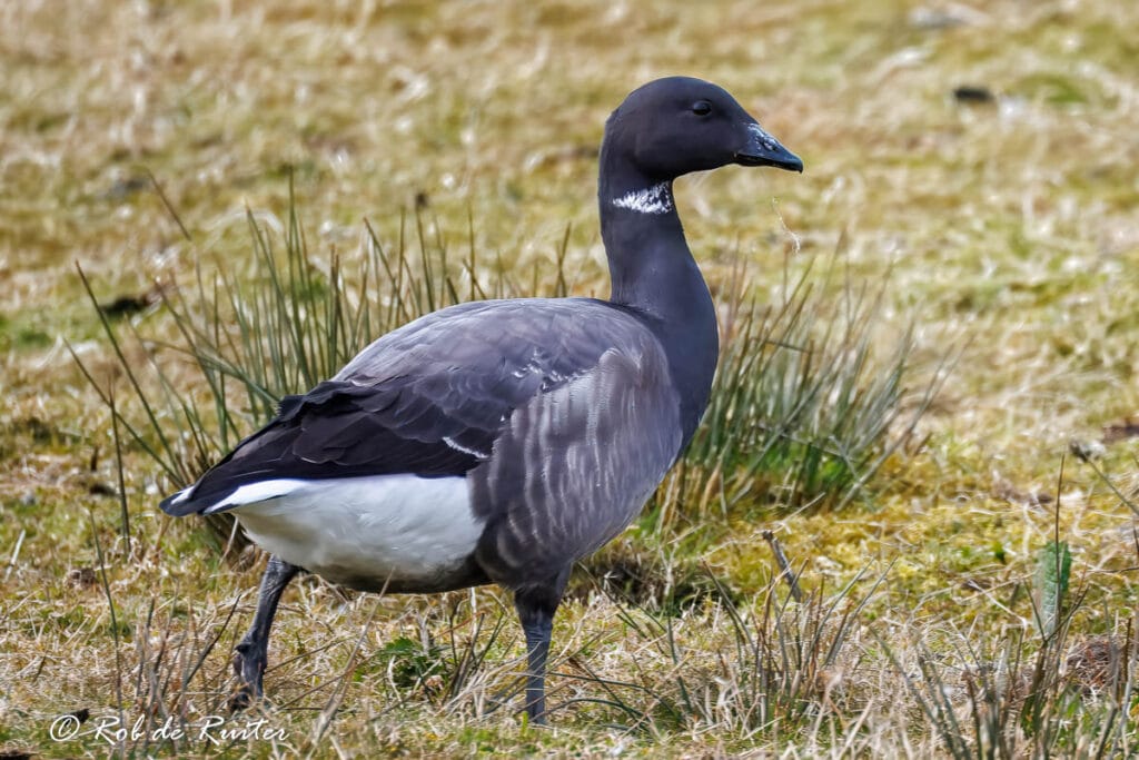 Brandgans op grasveld in natuurlijke omgeving