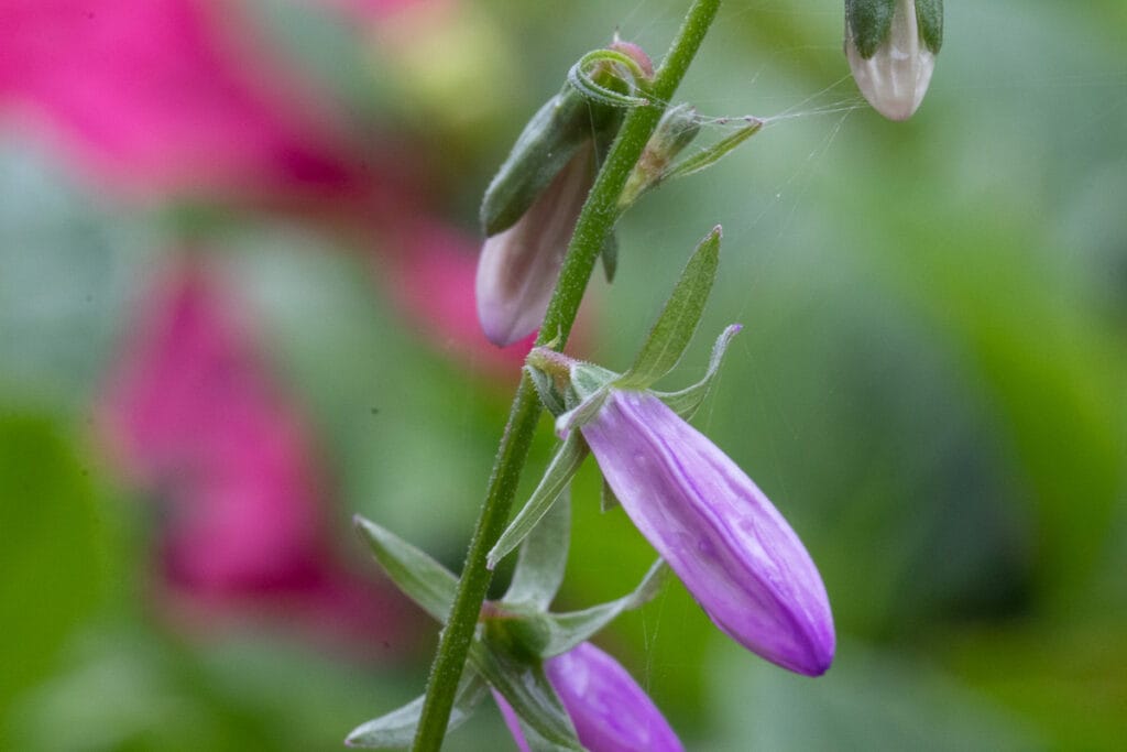 Close-up van paarse klokjesbloem aan groene stengel