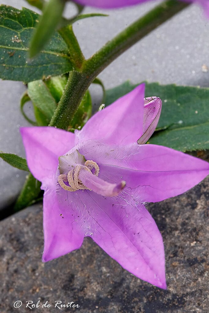 Close-up van paarse klokbloem op steen