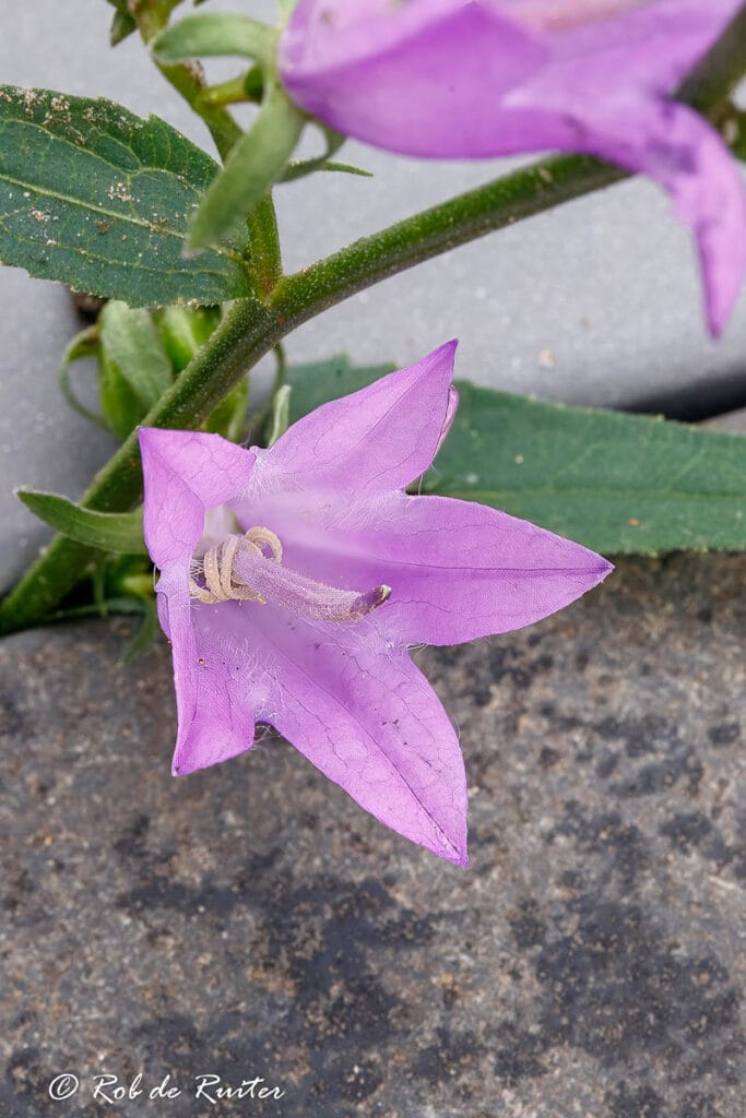 Paarse klokjesbloem op stenen ondergrond