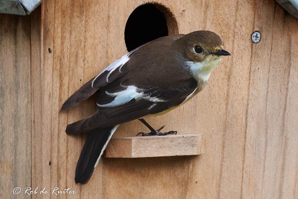 Vogeltje bij houten nestkast opening