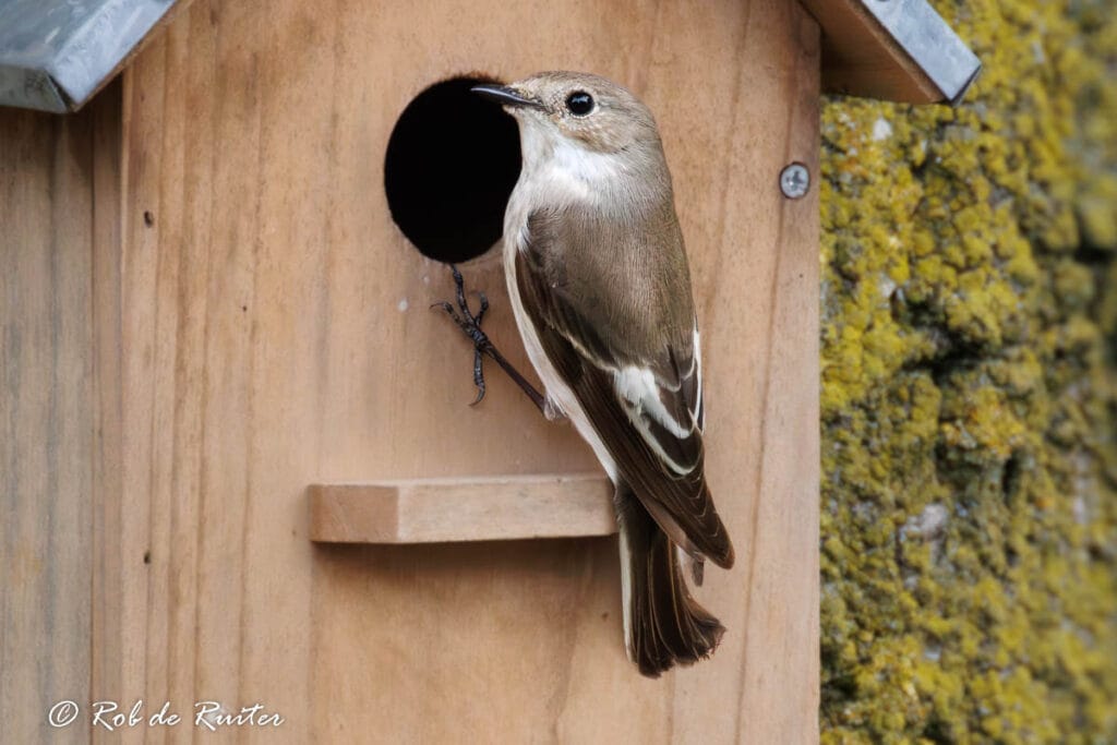 Kleine zangvogel bij houten nestkast