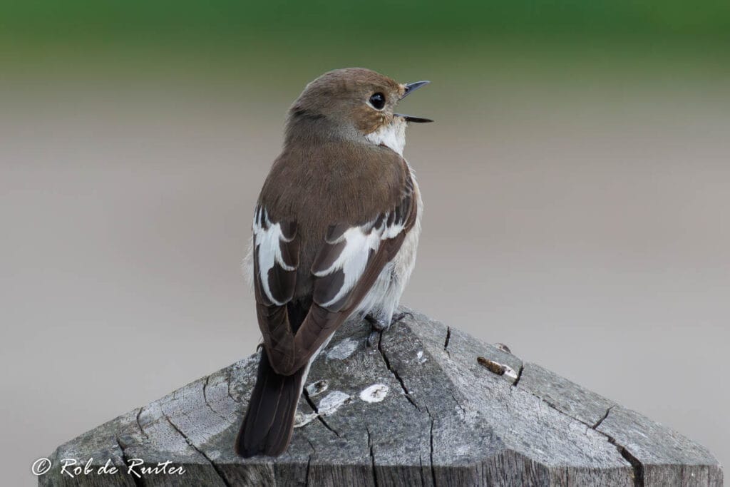Bruin-witte vogel op houten paal