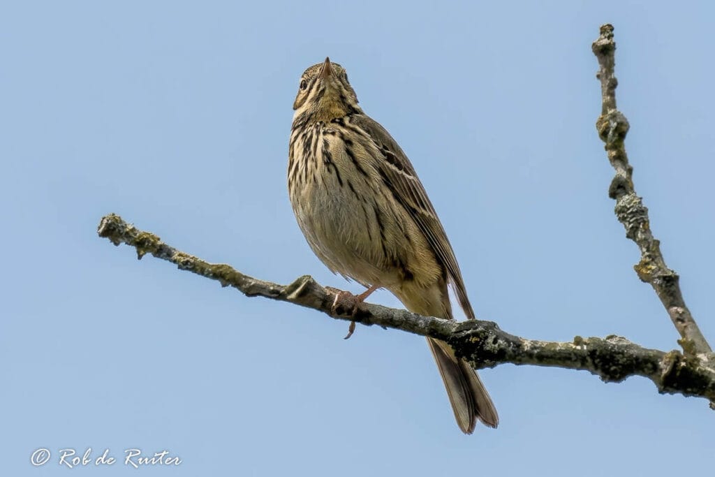 Bruine zangvogel op tak tegen blauwe lucht