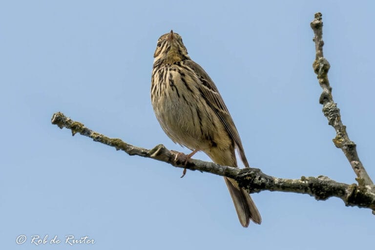 Bruine zangvogel op tak tegen blauwe lucht