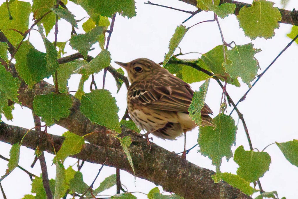 Bruine zangvogel op tak tussen groene bladeren