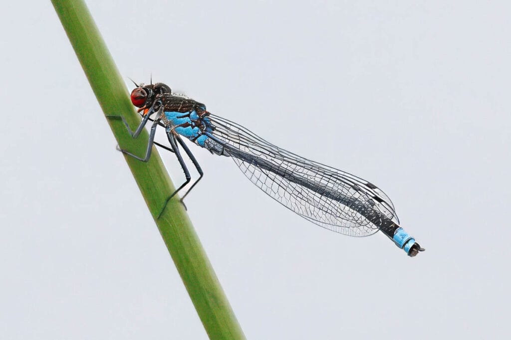 Blauwe waterjuffer op groene stengel