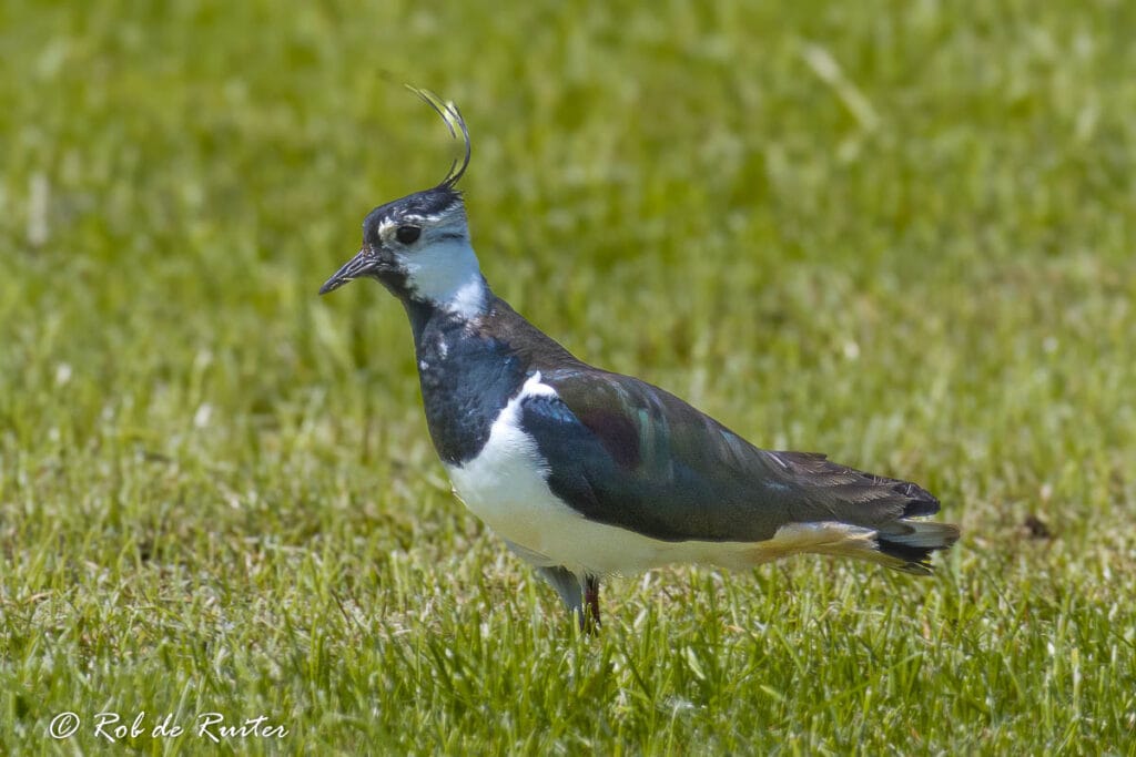 Kievit op gras met opvallende kuif
