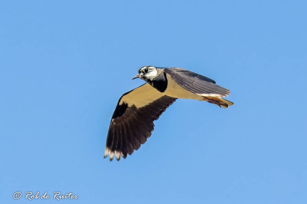 Kievit in vlucht tegen blauwe lucht