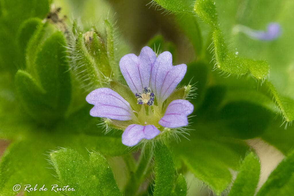 Close-up van kleine paarse wilde bloem