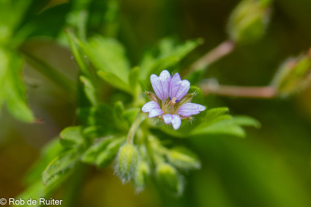 Close-up van kleine paarse wilde bloem