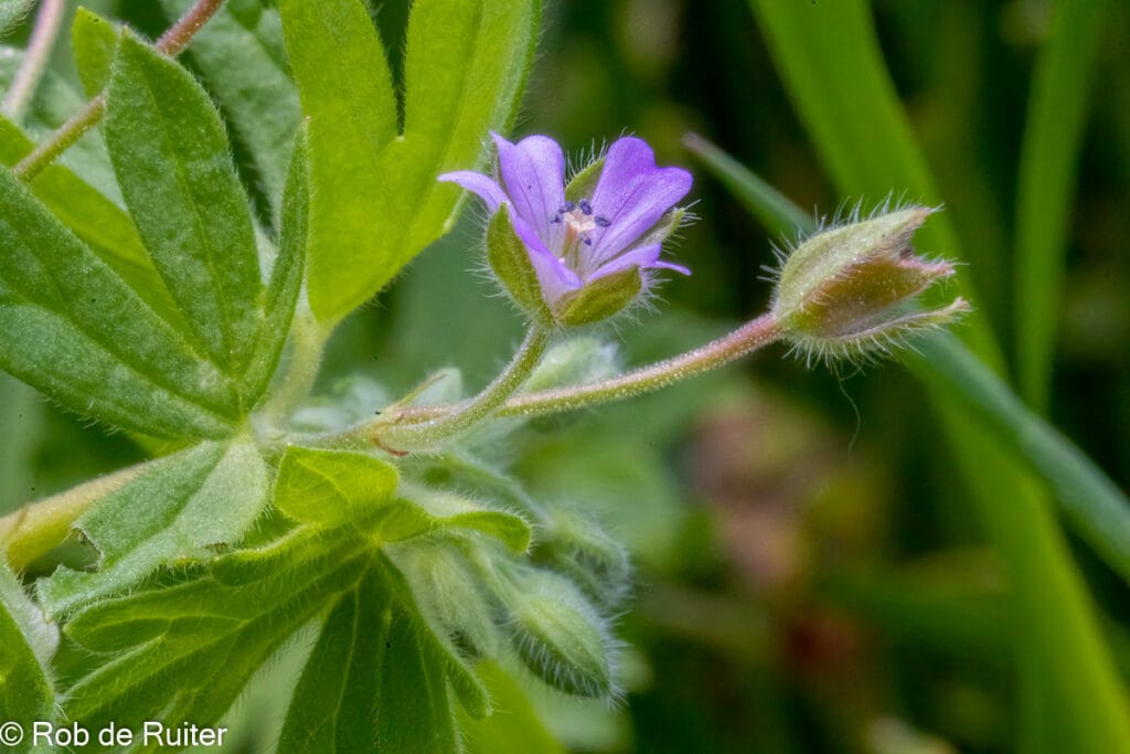 Close-up van paarse wilde bloem en bladeren