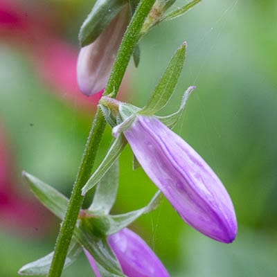 Close-up van paarse klokjesbloem in knop