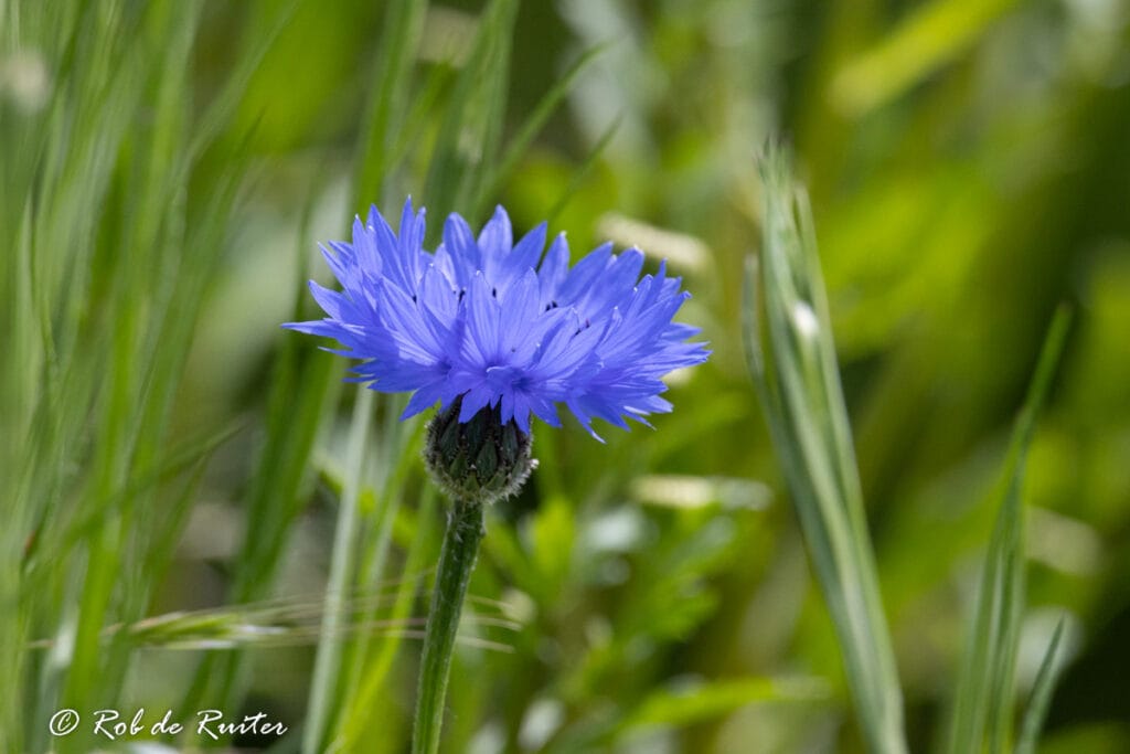 Blauwe korenbloem in groene weide