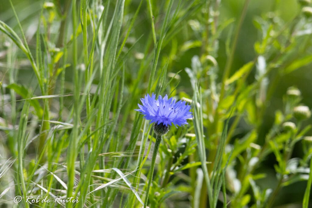 Blauwe korenbloem tussen groen gras