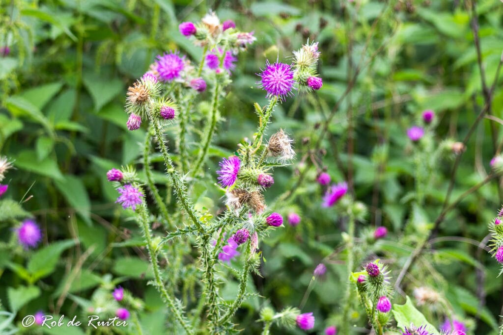 Paarse distelbloemen in groene berm