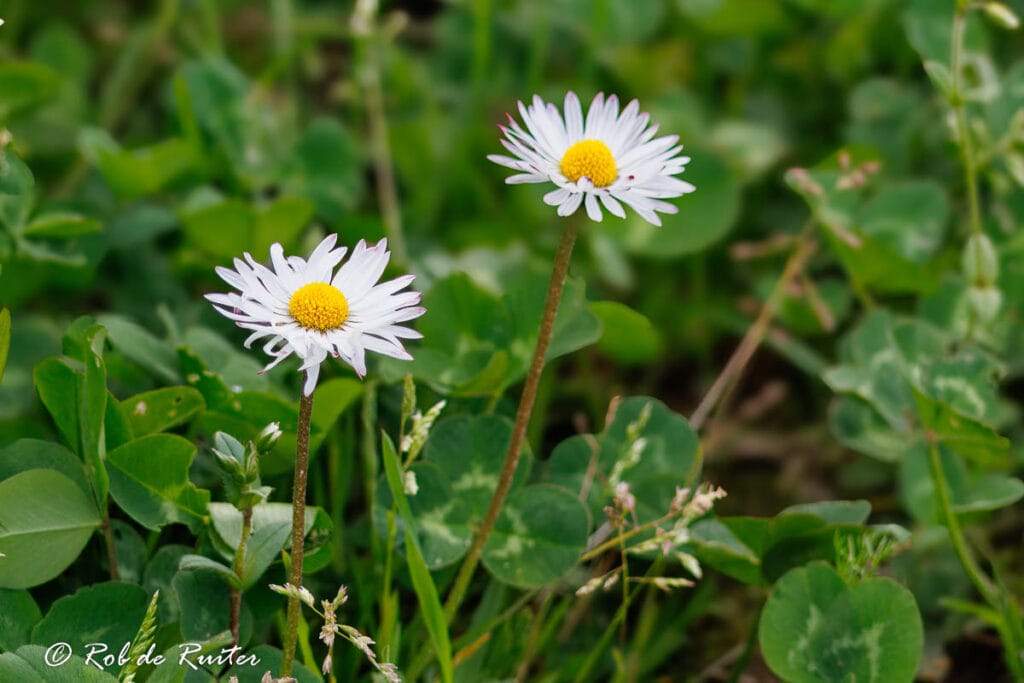 Twee madeliefjes in groen gras