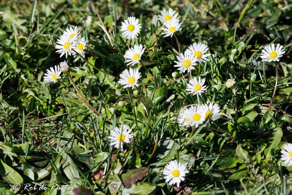 Witte madeliefjes in groen gras