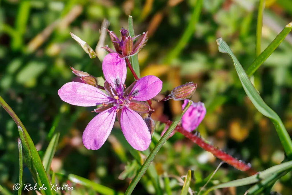 Roze wilde bloem tussen groen gras