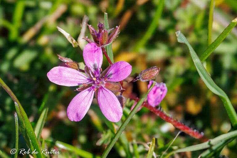 Roze wilde bloem tussen groen gras