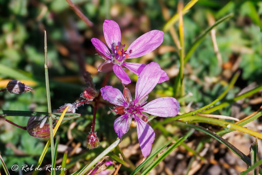 Roze wilde bloemen tussen gras in close-up
