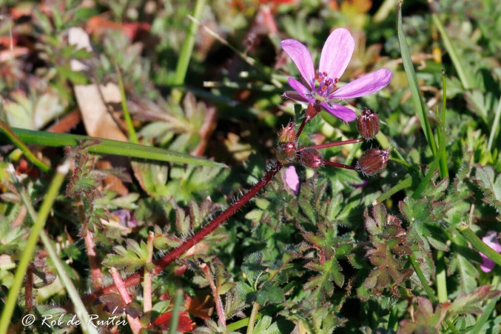 Paarse wilde bloem tussen groen gras
