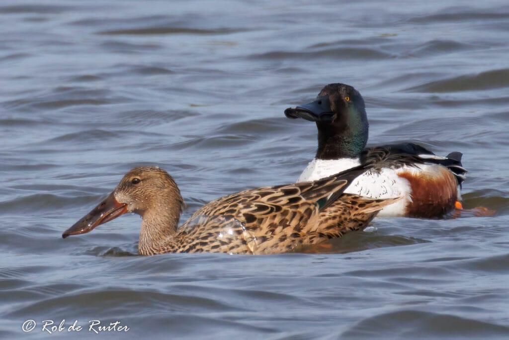 Twee slobeenden zwemmen op het water