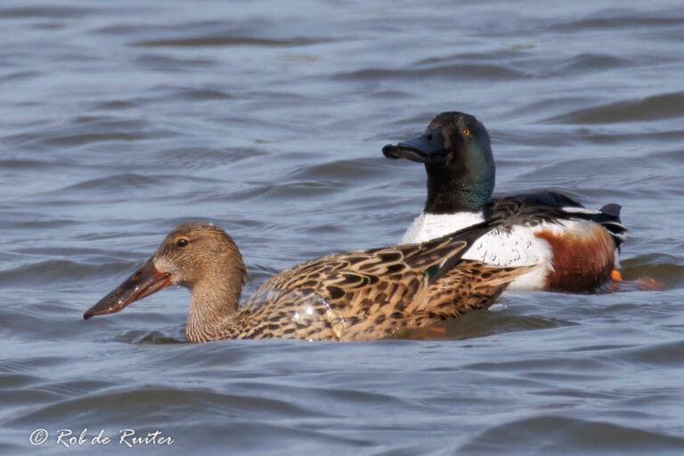 Twee slobeenden zwemmen op het water