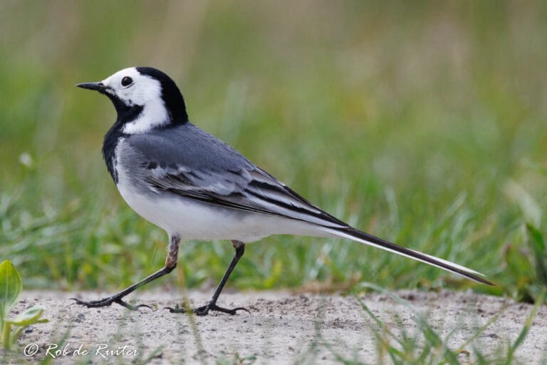 Witte kwikstaart op zandige grond