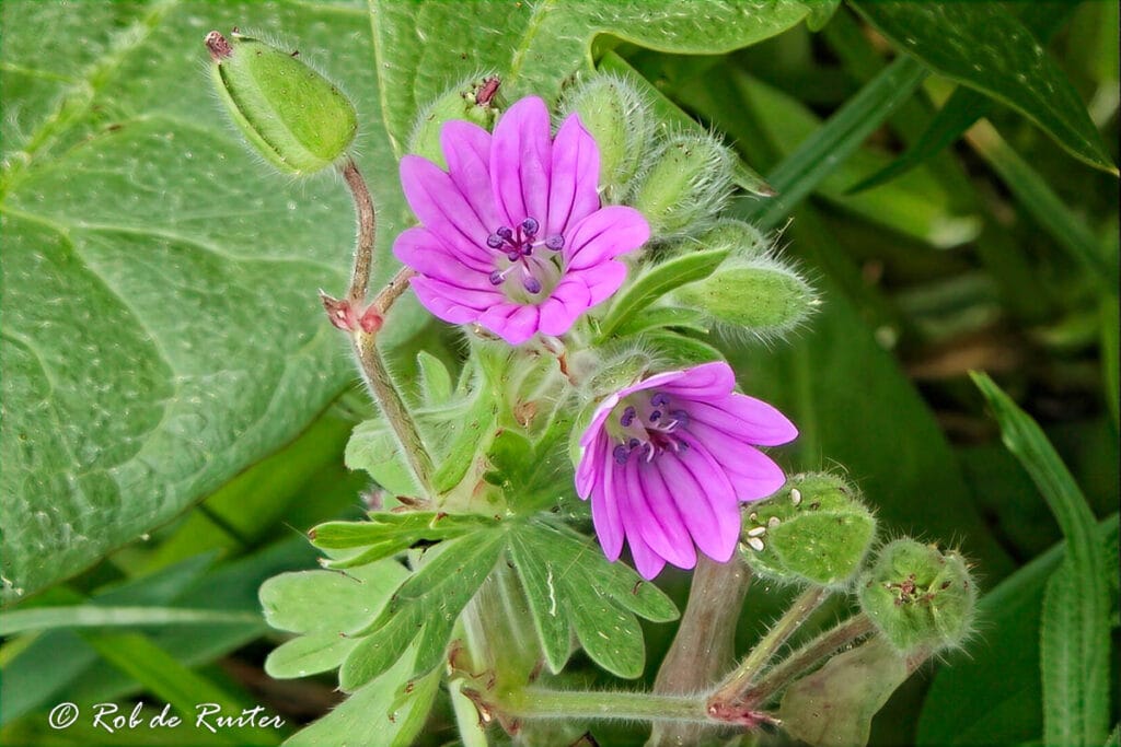 Paarse wilde geranium met groene bladeren