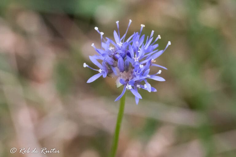 Paarse wilde bloem in close-up