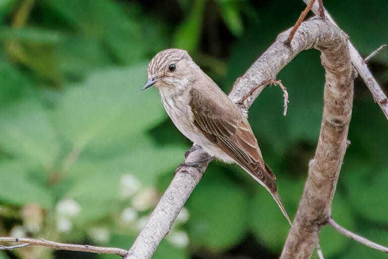 Kleine bruine vogel op tak in groen