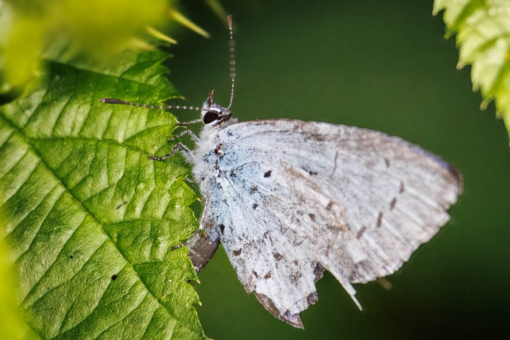 Lichtblauwe vlinder op groen blad