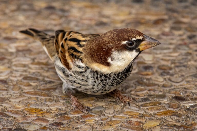 Huismus op kiezelgrond van dichtbij