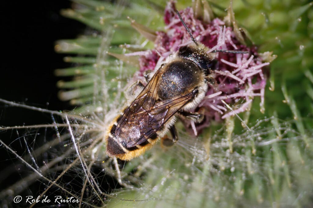Close-up van bij op paarse distelbloem