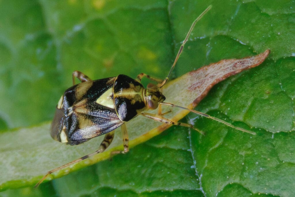 Zwart-geel wantsje op groen blad