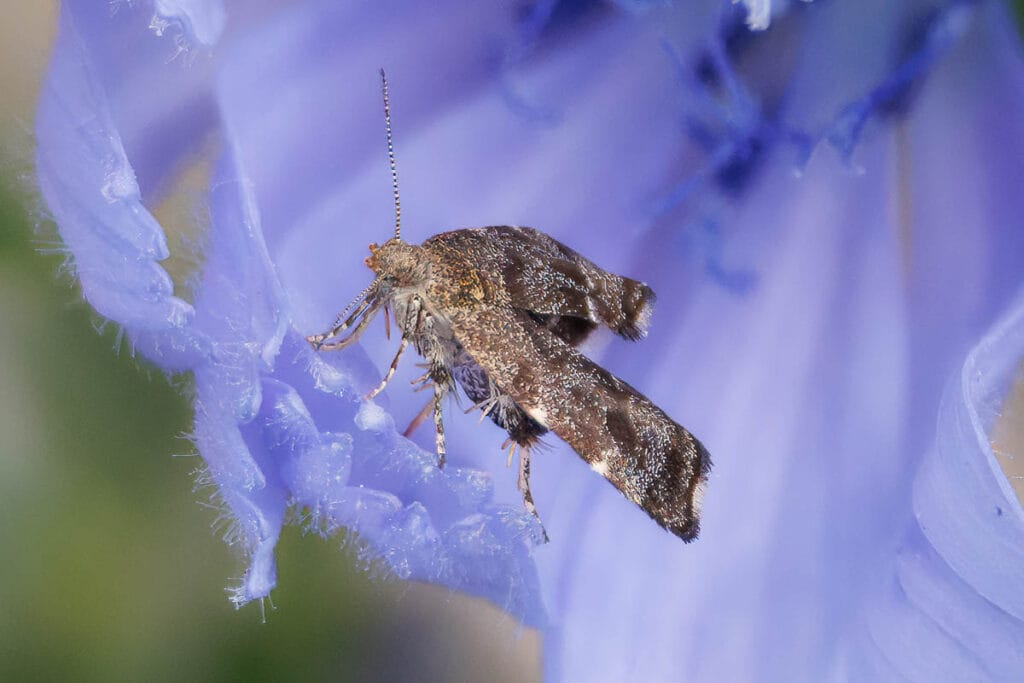Bruine nachtvlinder op een paarse bloem