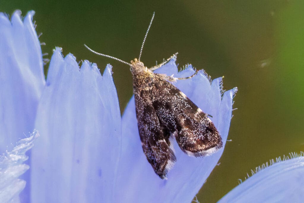 Bruine mot op lichtblauwe bloem