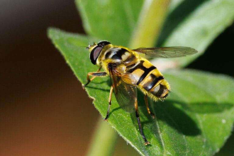 Zweefvlieg rust op groen blad
