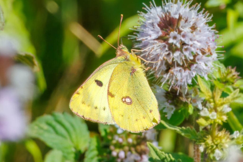 Gele vlinder op paarse bolvormige bloem