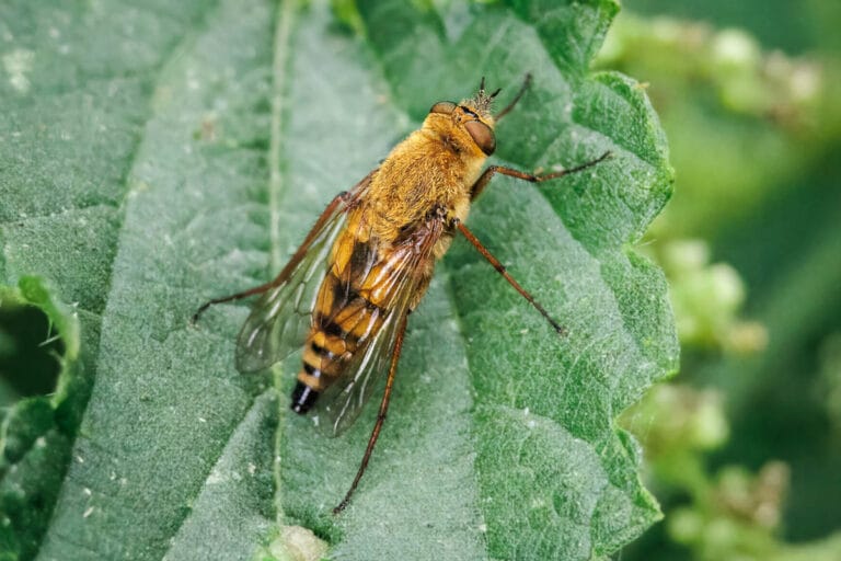 Close-up van bruine vlieg op groen blad
