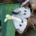 Wit koolwitje rust op groen blad