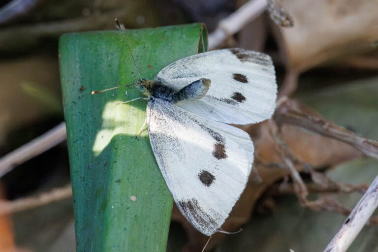 Wit koolwitje rust op groen blad