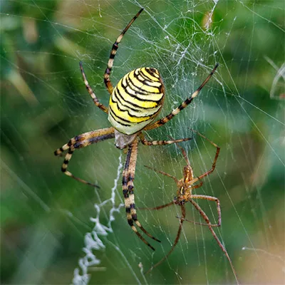 Geel-zwarte wespenspin in web