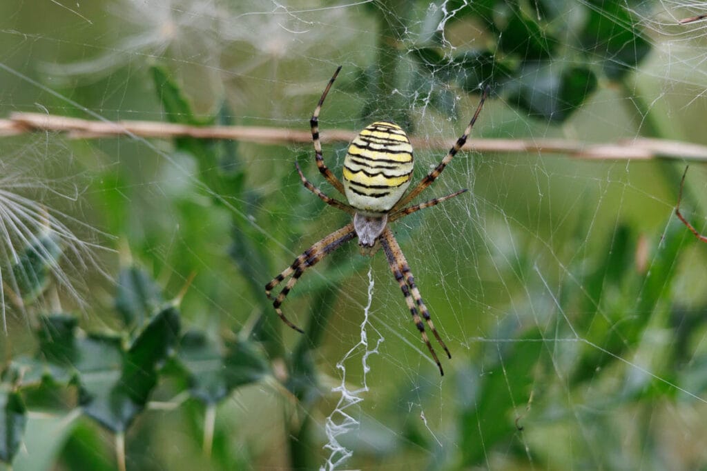 Geel-zwarte wespenspin in spinnenweb